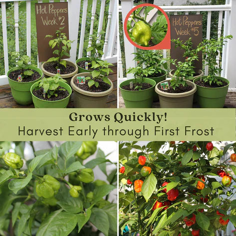 Ghost Bhut Jolokia Pepper |  Live Plants | Non-GMO, High Yield,