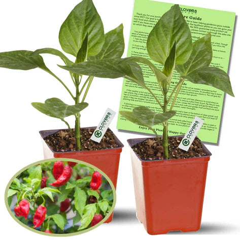 Ghost Bhut Jolokia Pepper |  Live Plants | Non-GMO, High Yield,