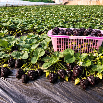 🍓Giant Black Diamond Strawberry – Sweet, delicious, nutritious, and easy to grow at home.