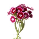 Dianthus seedling