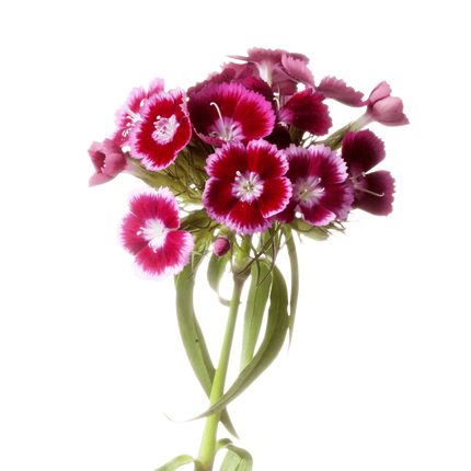 Dianthus seedling