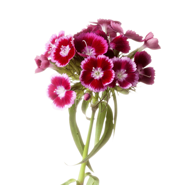 Dianthus seedling