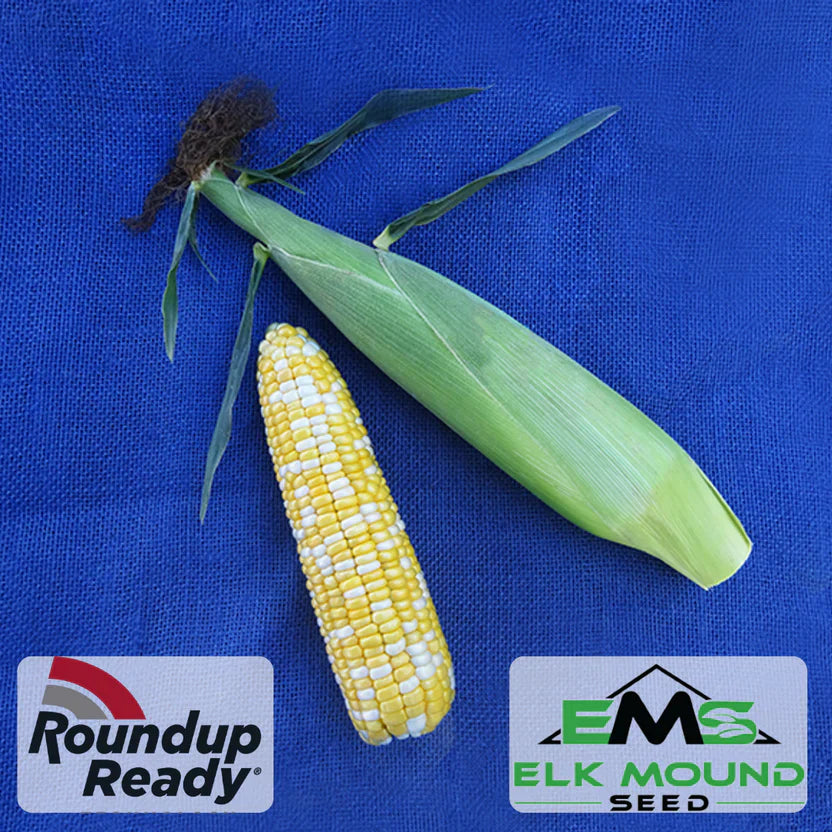 II Sweet Corn (Roundup Ready)