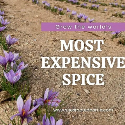 Grow Your Own Saffron at Home Beginner-Friendly