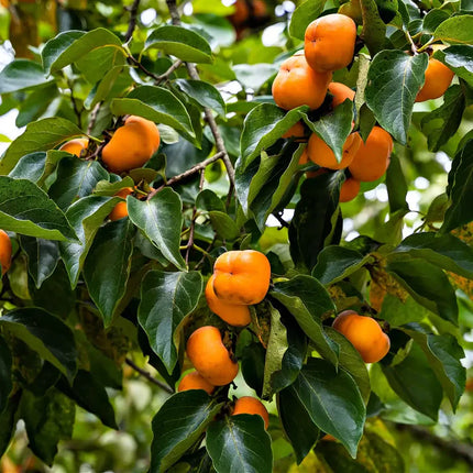 Persimmon Tree seedling