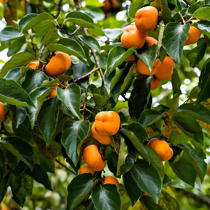 Persimmon Tree seedling
