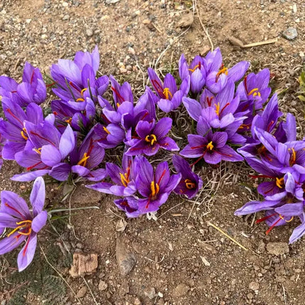 Grow Your Own Saffron at Home Beginner-Friendly