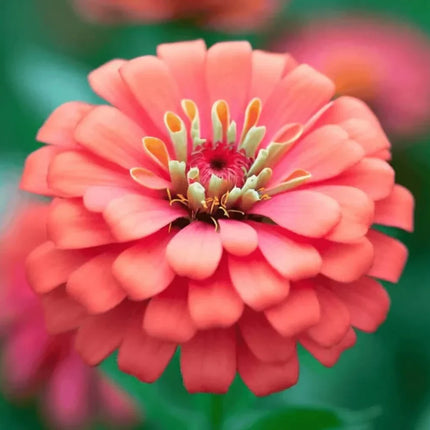 Coral Zinnia Seeds — 25 Count 🌺
