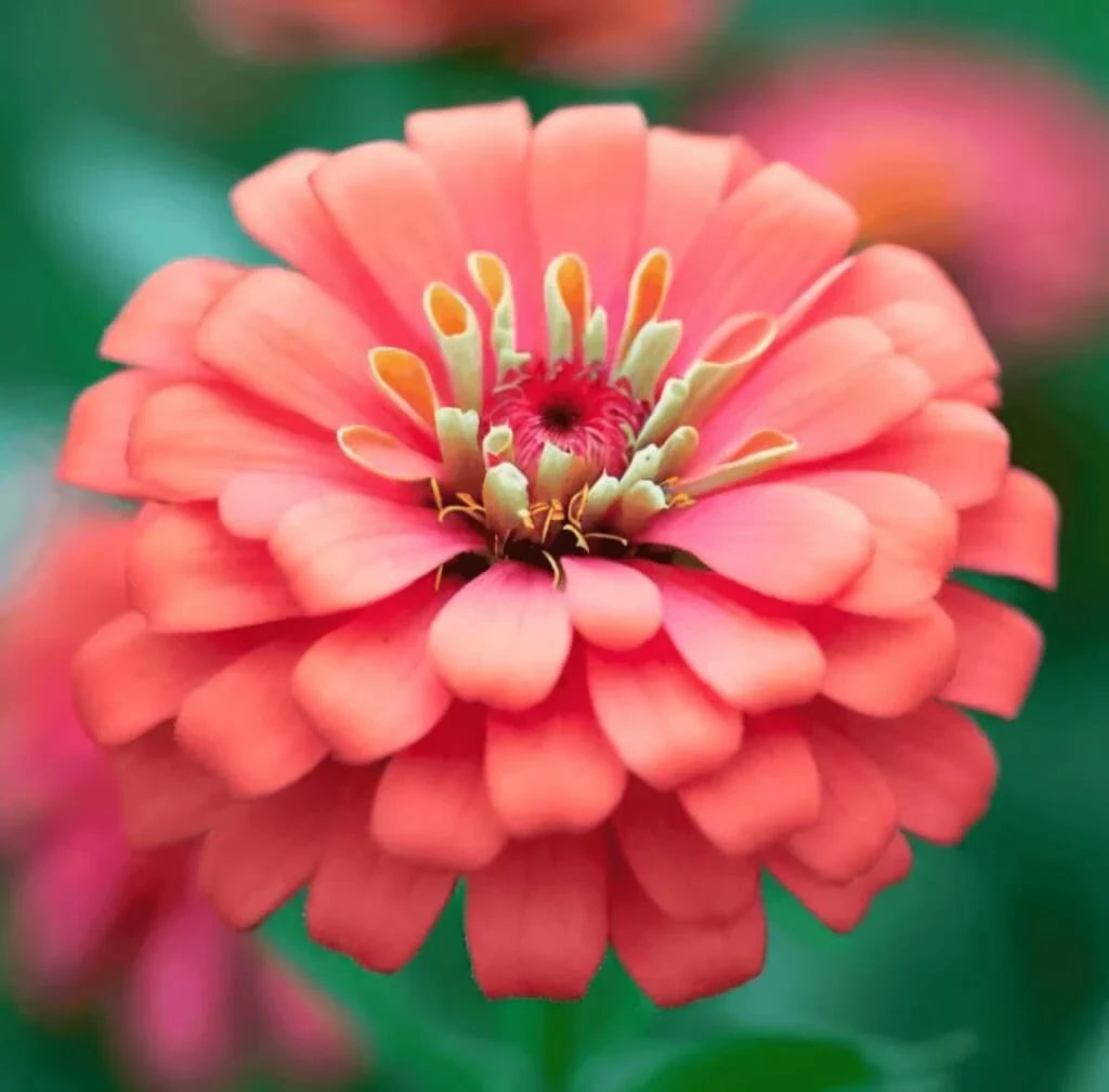 Coral Zinnia Seeds — 50 Count 🌺