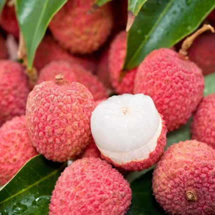 "Sweetheart" Lychee Tree – Potted Sapling of a Tall, Fruit-Bearing Variety