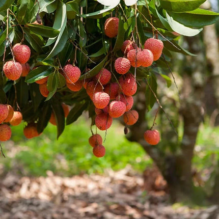 "Sweetheart" Lychee Tree – Potted Sapling of a Tall, Fruit-Bearing Variety