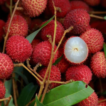 "Sweetheart" Lychee Tree – Potted Sapling of a Tall, Fruit-Bearing Variety