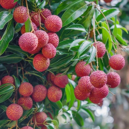 "Sweetheart" Lychee Tree – Potted Sapling of a Tall, Fruit-Bearing Variety