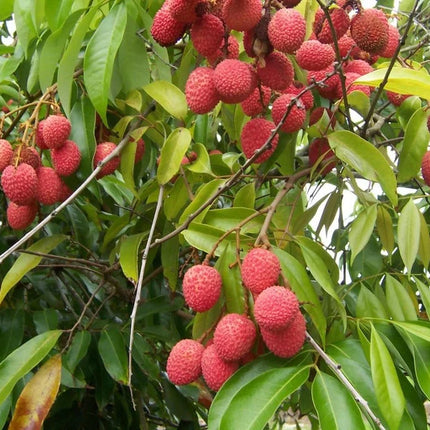 "Sweetheart" Lychee Tree – Potted Sapling of a Tall, Fruit-Bearing Variety