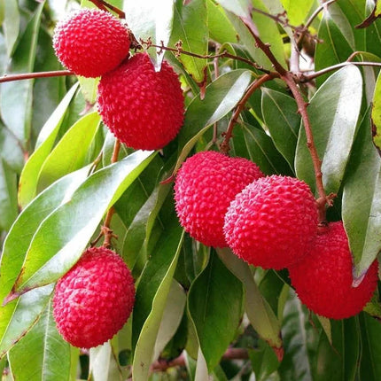 "Sweetheart" Lychee Tree – Potted Sapling of a Tall, Fruit-Bearing Variety