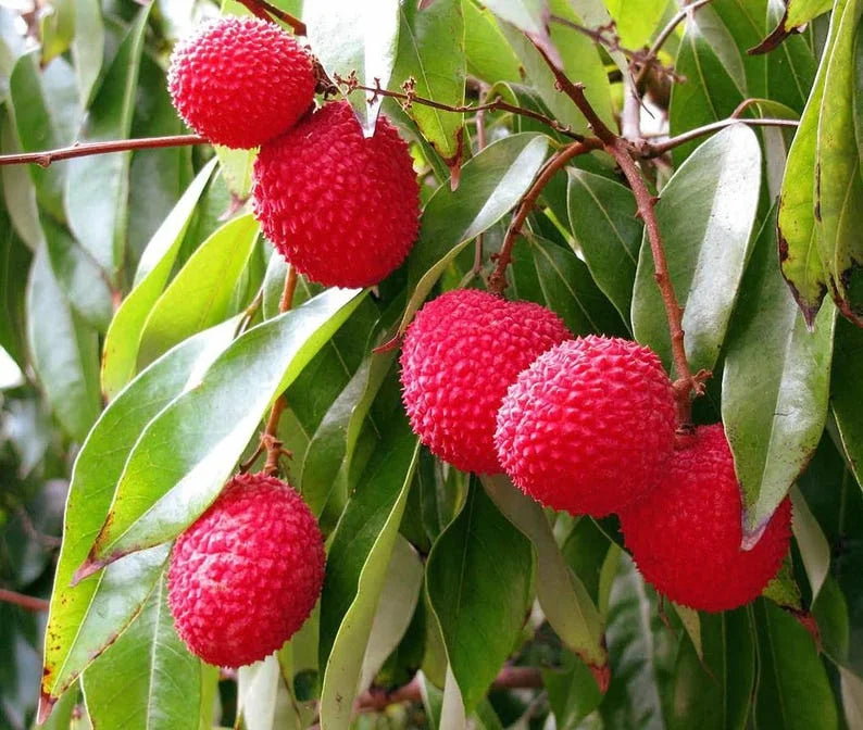 "Sweetheart" Lychee Tree – Potted Sapling of a Tall, Fruit-Bearing Variety