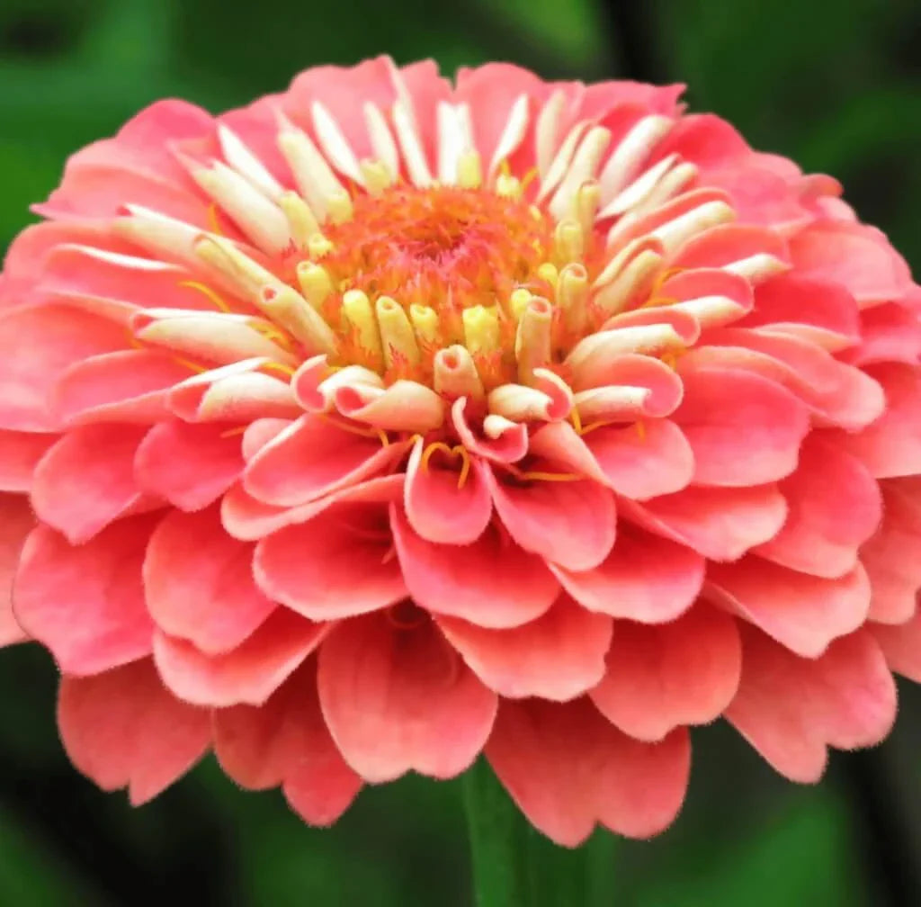 Coral Zinnia Seeds — 50 Count 🌺