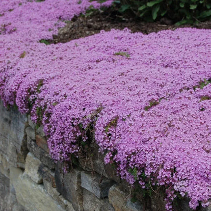 Creeping Thyme Homegrown SeedsEasy to Plant and Grow Non-GMOPerennial Flower Premium Seeds