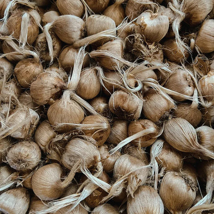 Grow Your Own Saffron at Home Beginner-Friendly