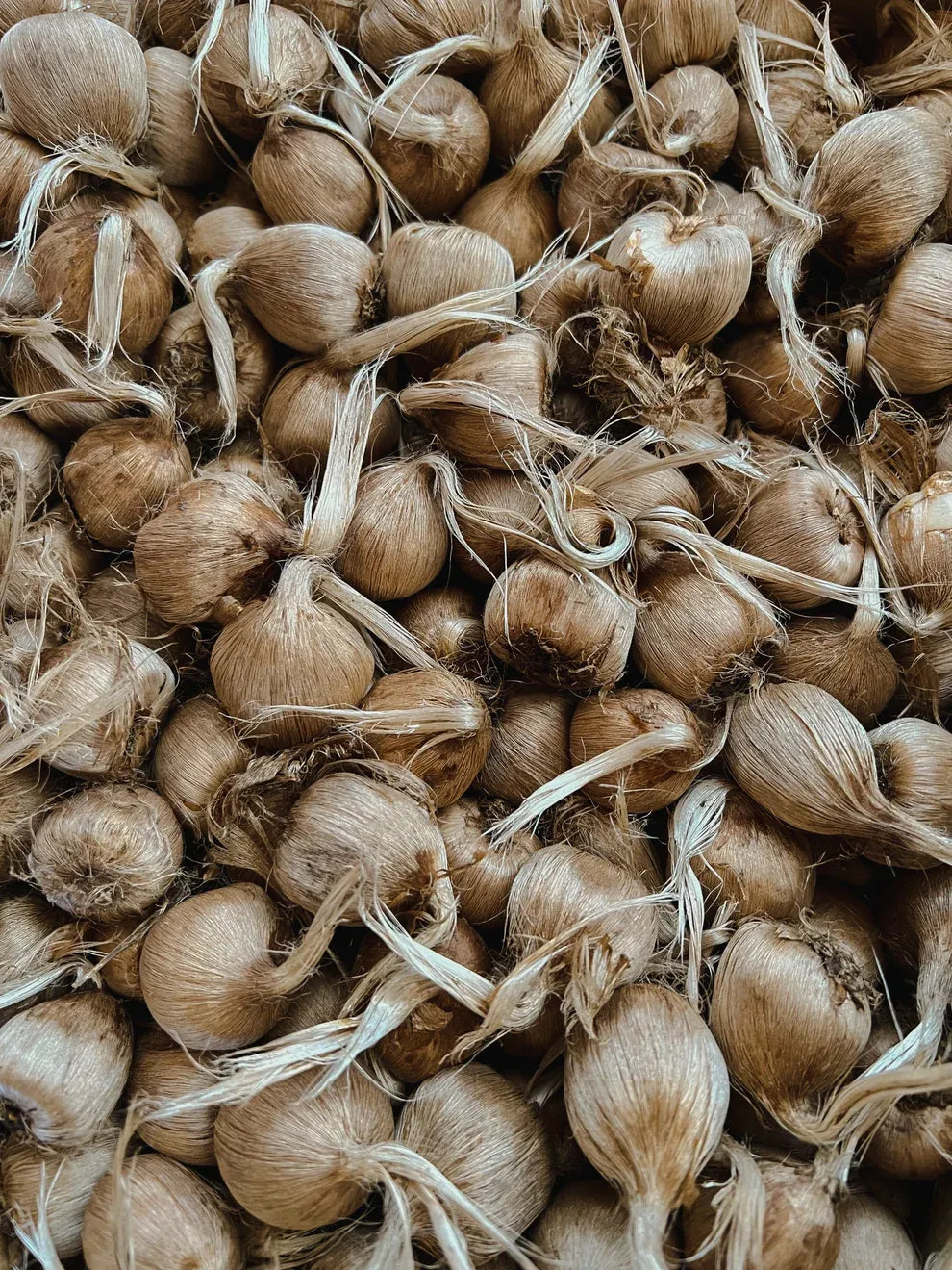 Grow Your Own Saffron at Home Beginner-Friendly