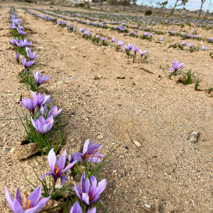 Grow Your Own Saffron at Home Beginner-Friendly