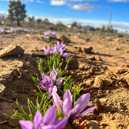 Grow Your Own Saffron at Home Beginner-Friendly