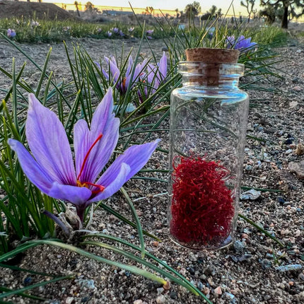Grow Your Own Saffron at Home Beginner-Friendly