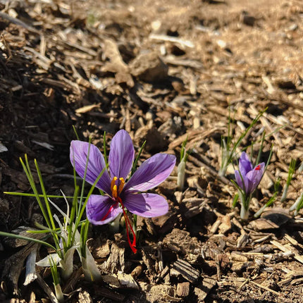 Grow Your Own Saffron at Home Beginner-Friendly