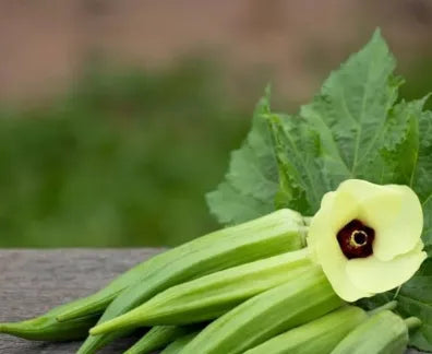 Okra Seeds for Planting  forvegetable patches and home gardens