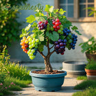 Colorful Potted Grape Tree Seeds