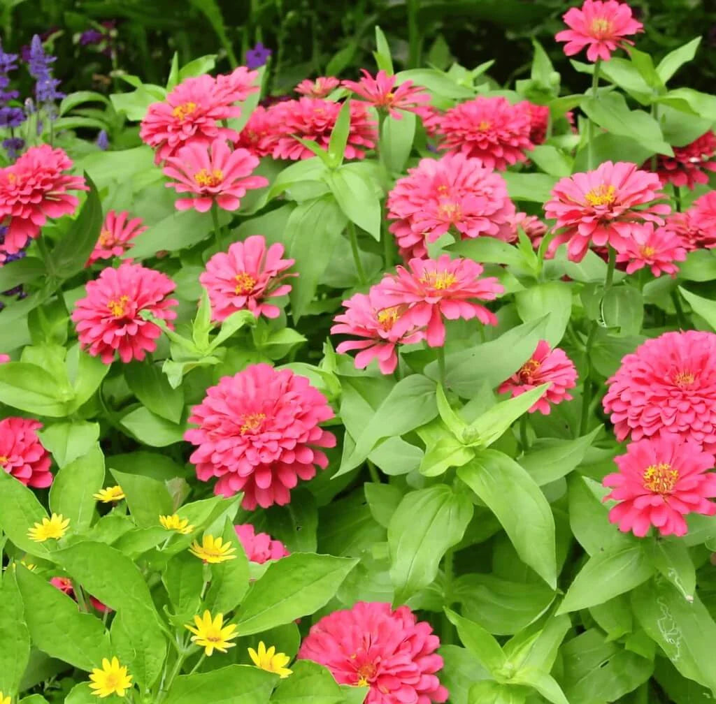 Coral Zinnia Seeds — 50 Count 🌺