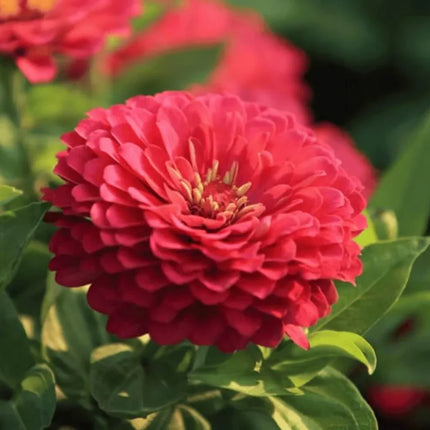 Coral Zinnia Seeds — 25 Count 🌺