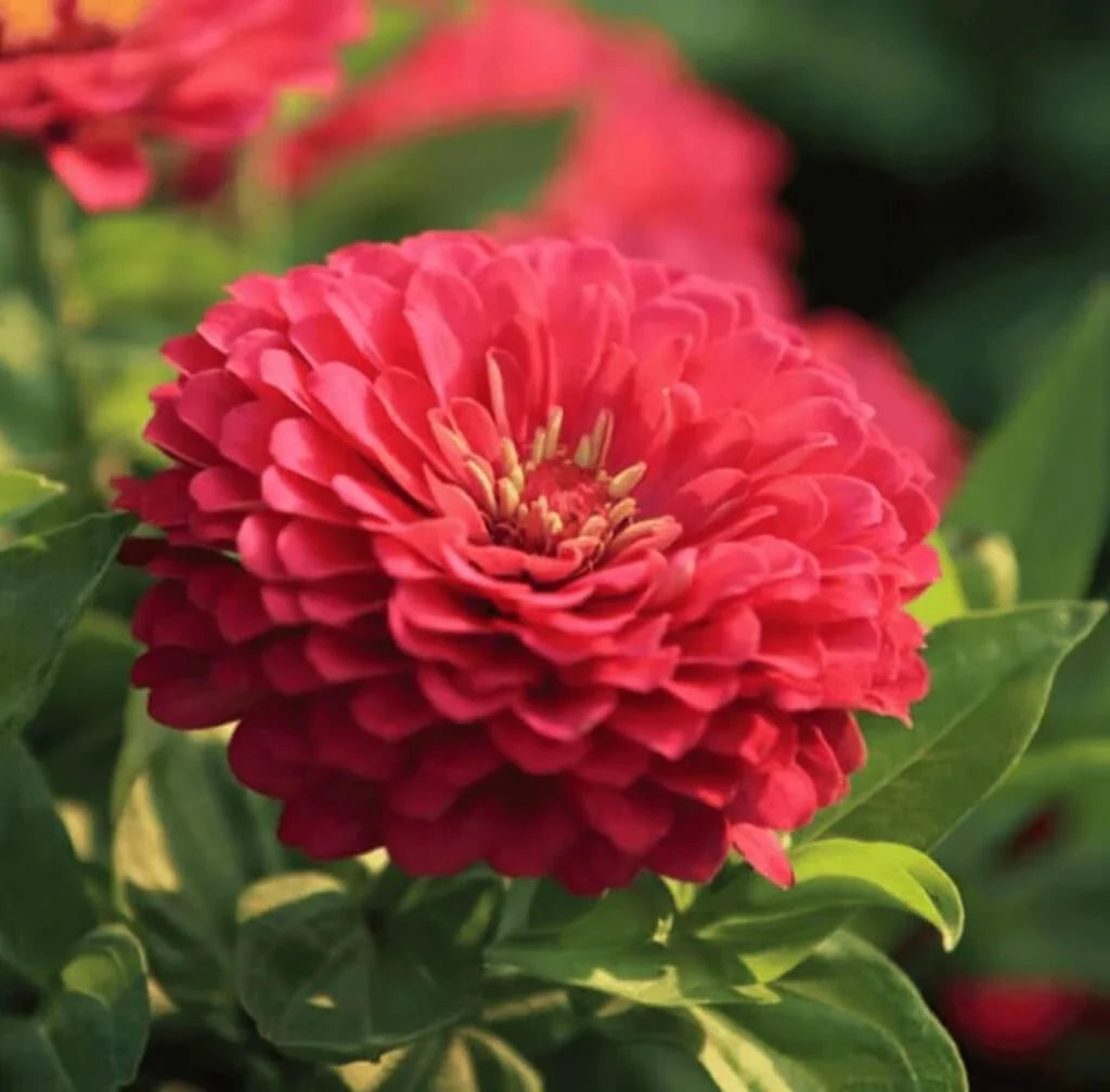 Coral Zinnia Seeds — 50 Count 🌺