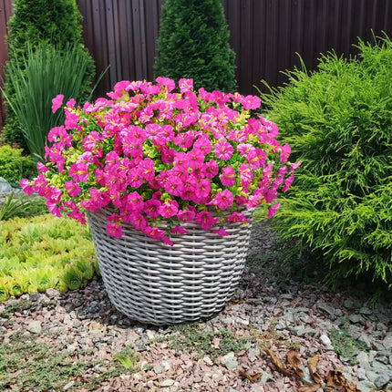 🔥Last Day 60% OFF🔥 Petunias Flowers seeds