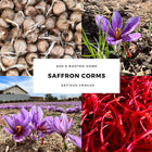 Grow Your Own Saffron at Home Beginner-Friendly