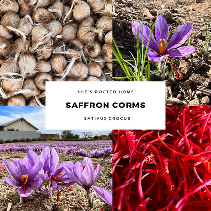 Grow Your Own Saffron at Home Beginner-Friendly