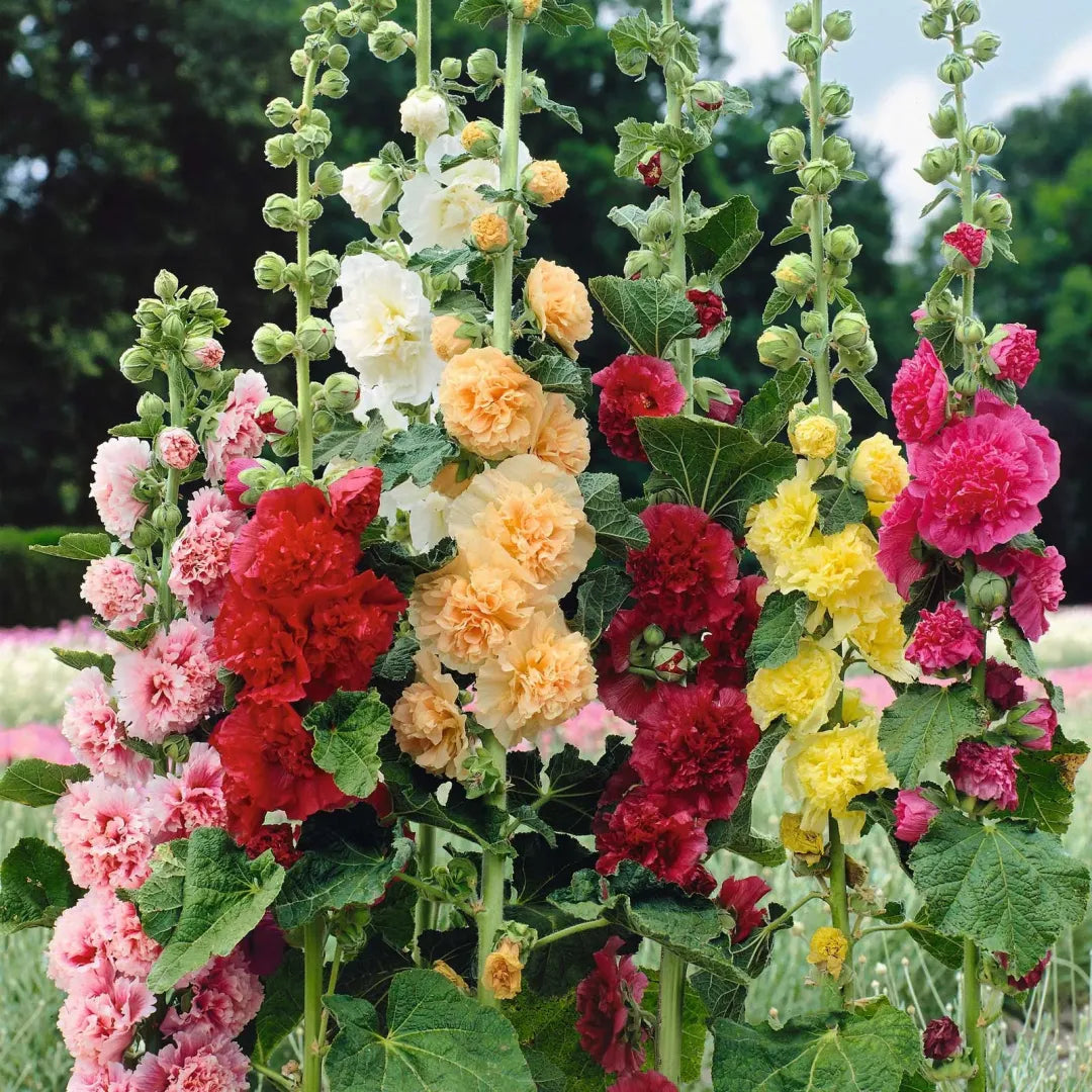 Double Hollyhock Flower Seeds For Tall Garden Blooms