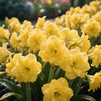 Yellow / 🔥🔥6 Bulbs(60% OFF)