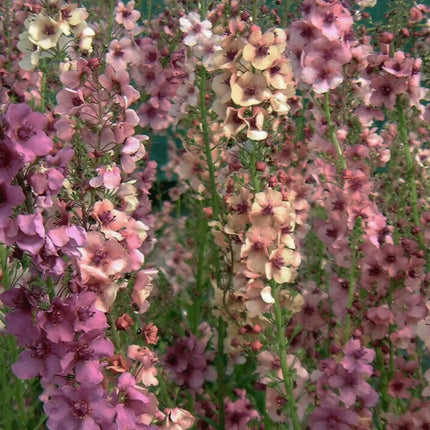 Mullein Mix –  Seeds