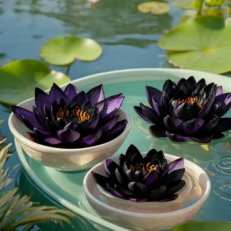 💮 Midnight Purple Lotus Seeds