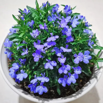 Creeping ThymeHomegrown Seeds Easy toPlant and Grow Non-GMOPerennial Flower PremiumSeeds