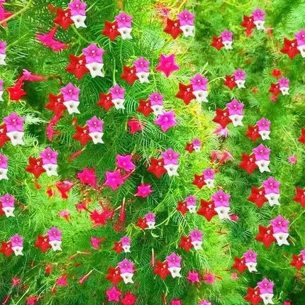 🌟 Cypress Vine – Star Flowers on a Lacy Green Carpet!