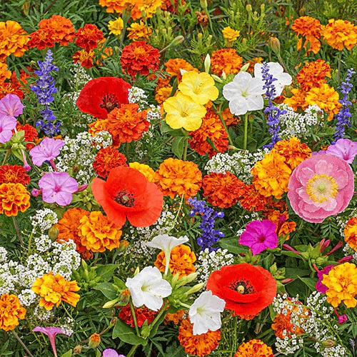 🔥Last day clearance💝Mixed Perennial Flowers Seeds-Over 60 kinds mixed