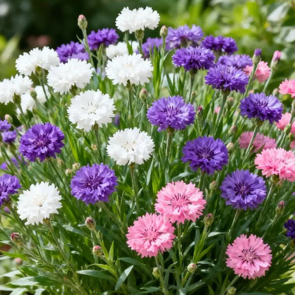 🌱Premium Cornflower Seeds - The"Unstoppable" Wildflower That GrowsAnywhere