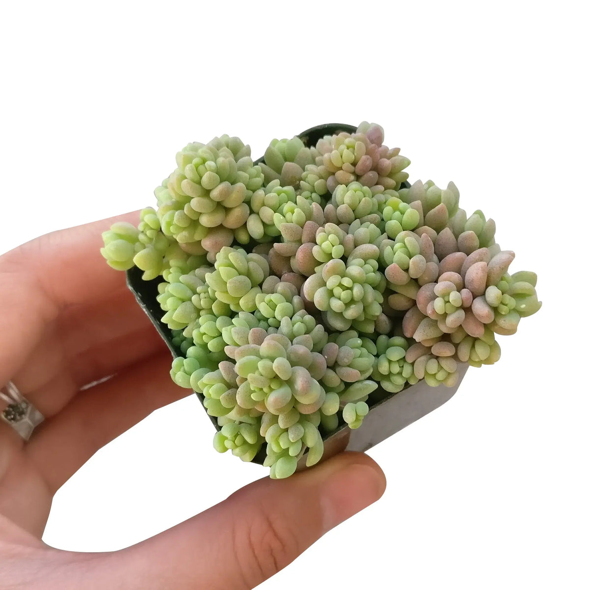 Sedum Minor Succulent Plant – Live Mini Succulent for Pots, Terrariums & Home Décor