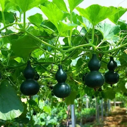 Mini Bottle Gourd Seeds, Small Ornamental Gourd for Home Garden, Balcony Climbing Plant