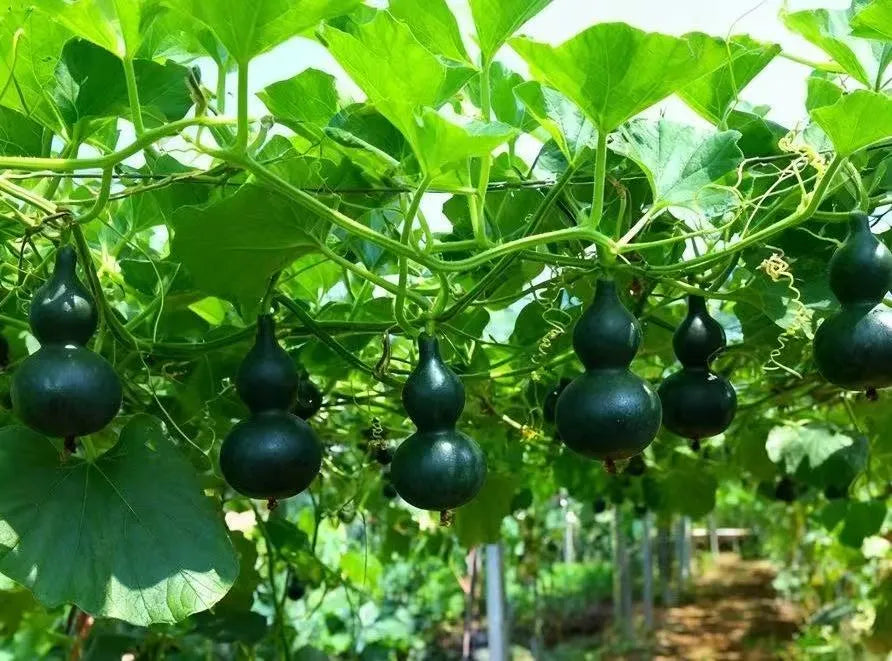 Mini Bottle Gourd Seeds, Small Ornamental Gourd for Home Garden, Balcony Climbing Plant