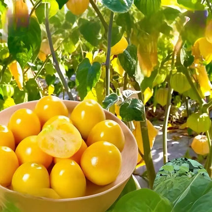 This yellow fruit tastes exactly like egg custard! 🤤