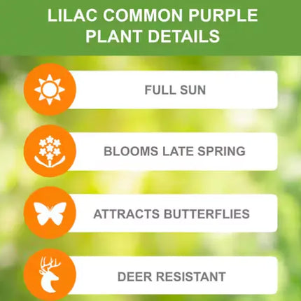 Common Purple Lilac Live Bare Root
