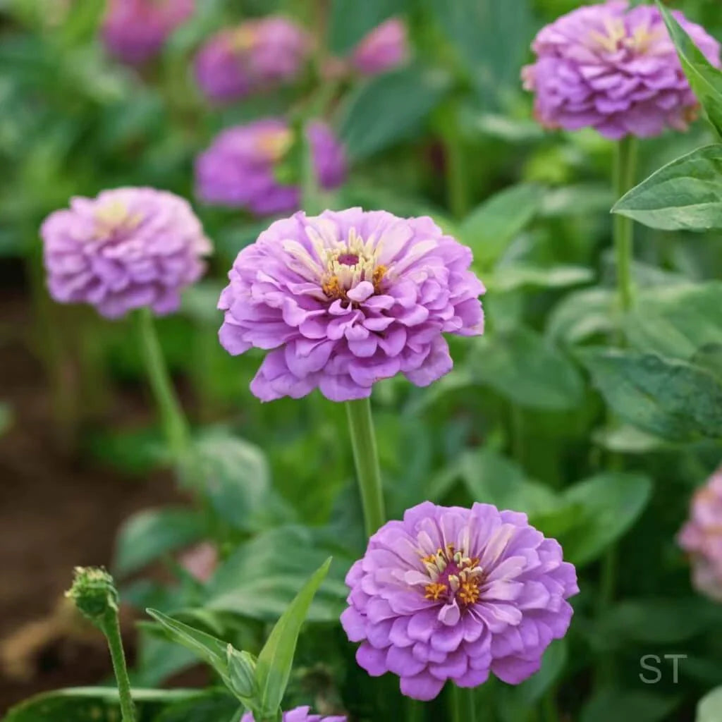 Lavender Zinnia Seeds — 50 Count 🌸
